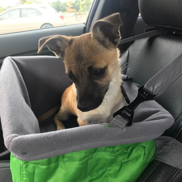 🥰New💋family🐶member😍 - Picture 5 of 9